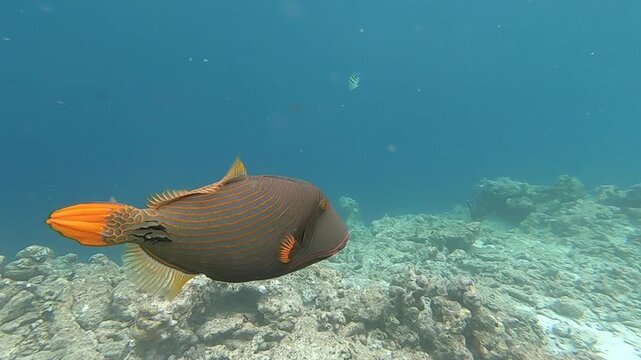 The orangeside triggerfish (Sufflamen verres) is a species of triggerfish found along the coral reef, Indian Ocean, Maldives