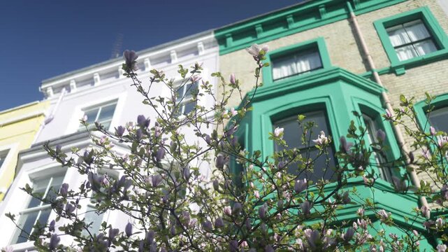Colorful notting hill style terraced houses with a blooming pink magnolia tree during a sunny spring day under a clear blue sky in the residential area of london