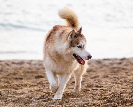 Huskey showline