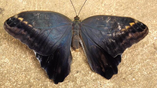 A butterfly Caligois resting on a flat surface outside