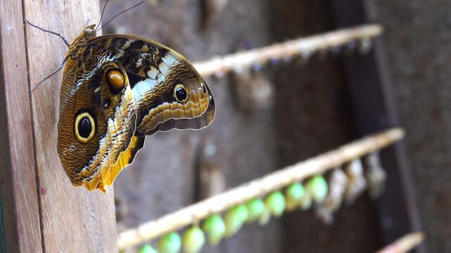 common blue morpho butterfly rests on wood near chrysalises
