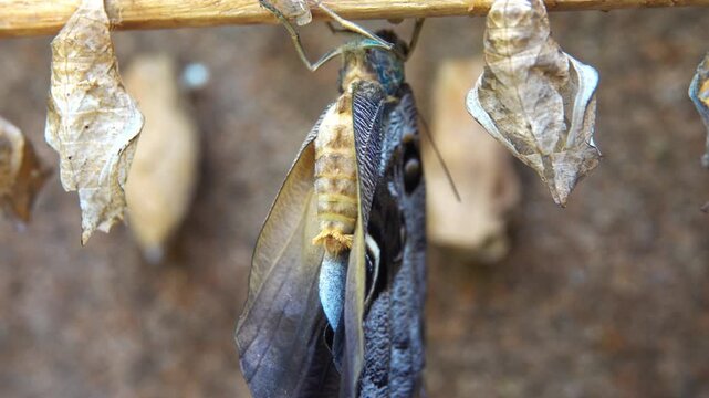 common blue morpho butterfly emerge from cocoons outdoors