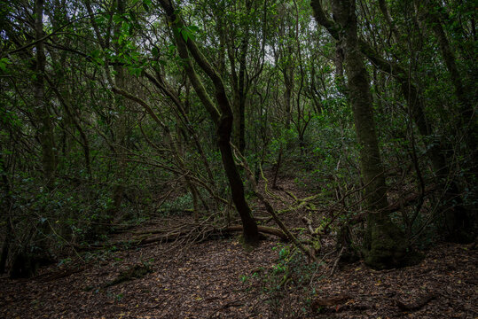 Dense laurel forest in Anaga Rural Park, Tenerife, Spain, with twisted moss-covered branches and lush green vegetation creating a mystical, ancient atmosphere