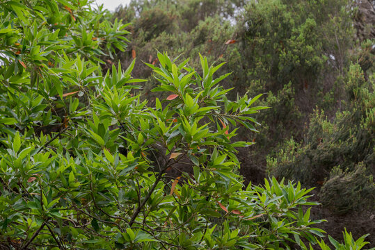Green foliage of Persea indica, a Macaronesian laurel tree native to the humid laurel forests of the Canary Islands, with glossy lanceolate leaves against a dense woodland background
