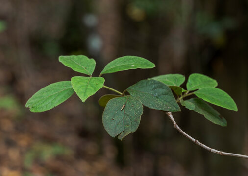 Close-up of Viburnum rugosum, a species of tree in the family Viburnaceae. It is endemic to the Canary Islands