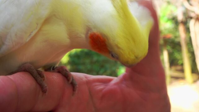 A cockatiel caresses a man hand in the garden.