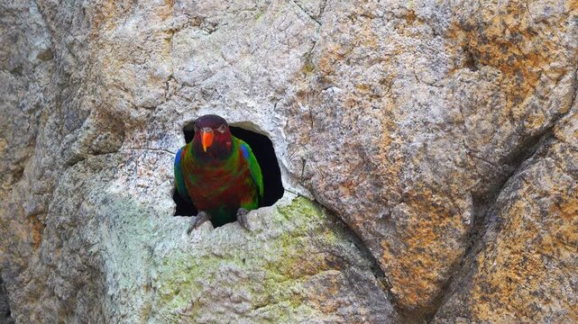 A parrot looks out from a hole in a rock