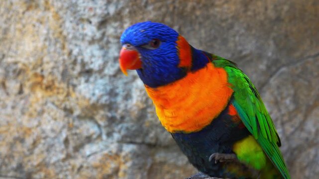 Parrot preens on a rock