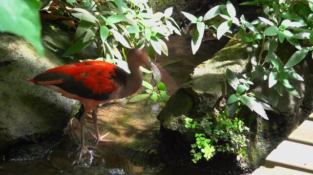 A scarlet ibis searches for food in a stream