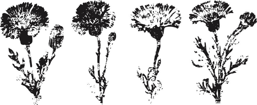 black and white vector set of four different carnation flowers with stems and leaves elegant botanical illustrations