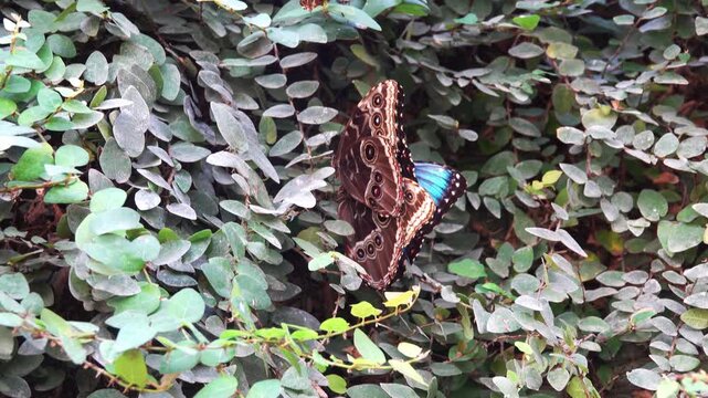 A butterfly moves between leaves in a garden