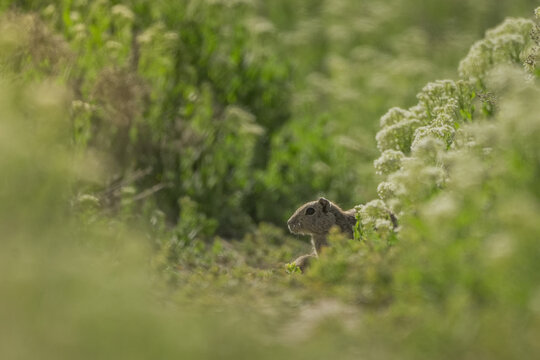 Southern mountain cavy hidden among green foliage