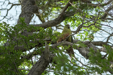 Fototapeta premium Austral parakeet perched on a branch in a dense forest