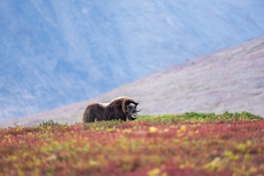 A lone musk ox surrounded by fall colors 