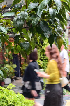 Taiwan - Oct 25, 2025 Chifeng St, Datong, Taipei. Lush green foliage in foreground, three blurred pedestrians mid-ground, warm-lit shopfronts behind, shallow depth of field, motion blur, natural light