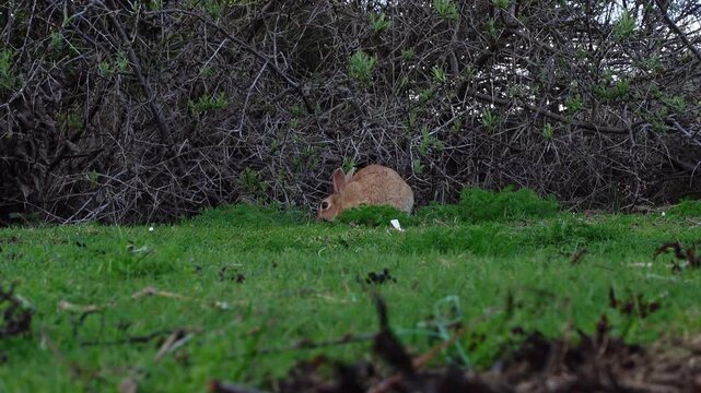 Wild red colored rabbit eating grass and hopping across meadow