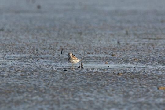 Great Knot (Calidris tenuirostris) at Patibunia Beach, South 24 Parganas, est Bengal, India.