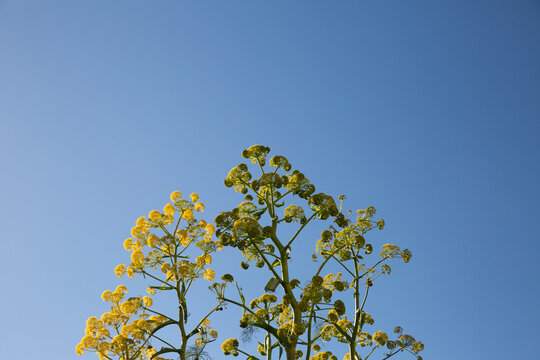 Plante sauvage m&eacute;diterran&eacute;enne sur tige de couleur verte et jaune dans la partie inf&eacute;rieure de l'image, sur fond de grand ciel bleu, format horizontal