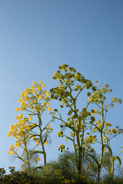 Grande plante sauvage m&eacute;diterran&eacute;enne sur tige de couleur verte et jaune dans la partie basse de l'image et grand ciel bleu dans le haut de l'image, format vertical