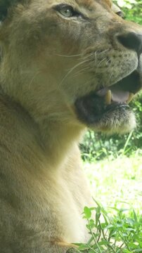 Close-up profile of a majestic lioness resting on green grass in a lush safari park environment, with dense tropical trees in the background.