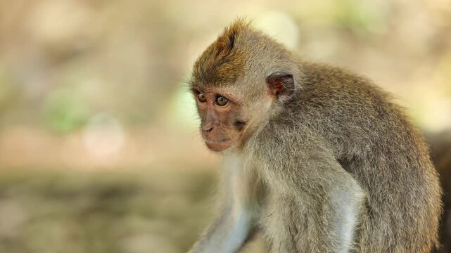 Monkey (Long-Tailed Macaque) at the Monkey forest in Ubud Bali Indonesia