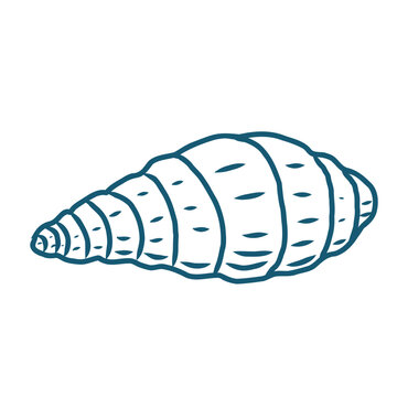 Hand drawn sea shell vector line art illustration on white background.	