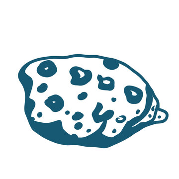 Hand drawn sea shell vector line art illustration on white background.	