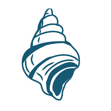 Hand drawn sea shell vector line art illustration on white background.	