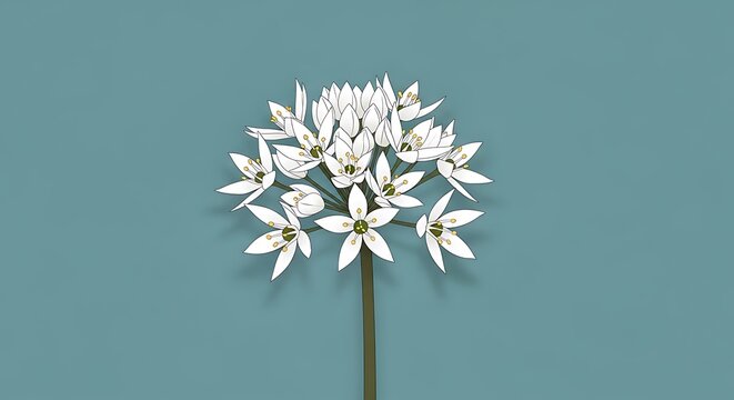 Delicate white Allium flower with green stem on teal white flower bloom