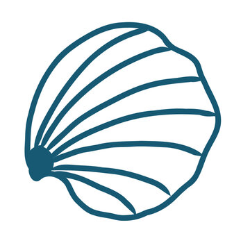 Hand drawn  sea shell vector line art illustration on white background.