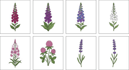 Set of Hand-Drawn Floral Illustrations Featuring Foxglove, Lavender, and Other Colorful Flowers for Nature, Botanical, and Graphic Design Projects © MdAshik