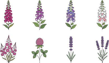 Set of Hand-Drawn Floral Illustrations Featuring Foxglove, Lavender, and Other Colorful Flowers for Botanical, Nature, and Decorative Graphic Design Projects © MdAshik