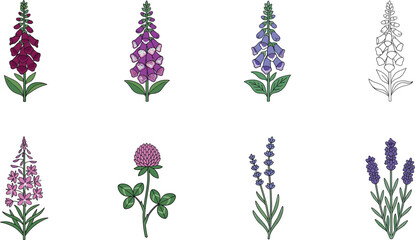 Set of Hand-Drawn Floral Illustrations Featuring Foxglove, Lavender, and Other Colorful Flowers for Botanical, Nature, and Decorative Graphic Design Projects © MdAshik