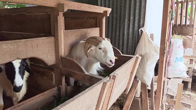 White ram standing inside traditional wooden livestock pen. Farm goat with horns in rustic wooden cage.
