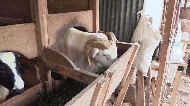 White ram standing inside traditional wooden livestock pen. Farm goat with horns in rustic wooden cage.