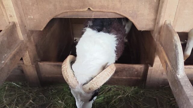 White ram standing inside traditional wooden livestock pen. Farm goat with horns in rustic wooden cage.
