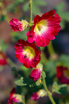 Common hollyhock - latin Alcea rosea - ornamental dicot flowering plant of family Malvaceae in open park garden during summer blossom season
