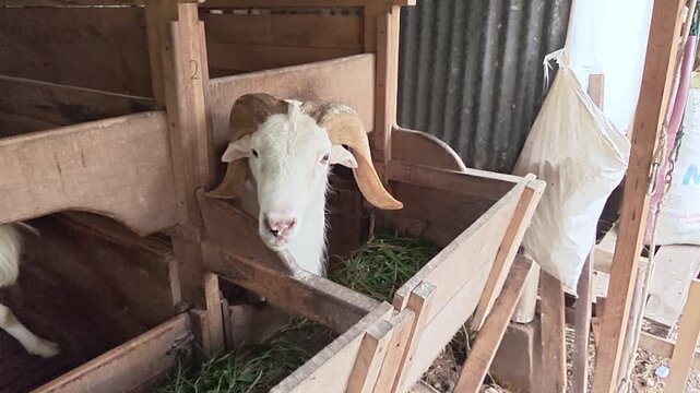 Close-up of a ram's head with large horns peeking out from its wooden enclosure at a farm, eating green grass from a feeder