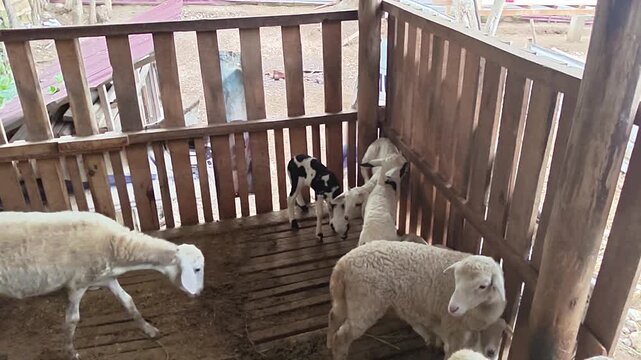 White ram standing inside traditional wooden livestock pen. Farm goat with horns in rustic wooden cage.