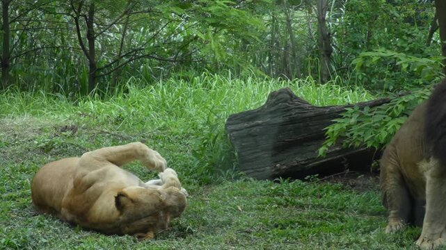 Pair of lions mating in the grass with lush green foliage background.