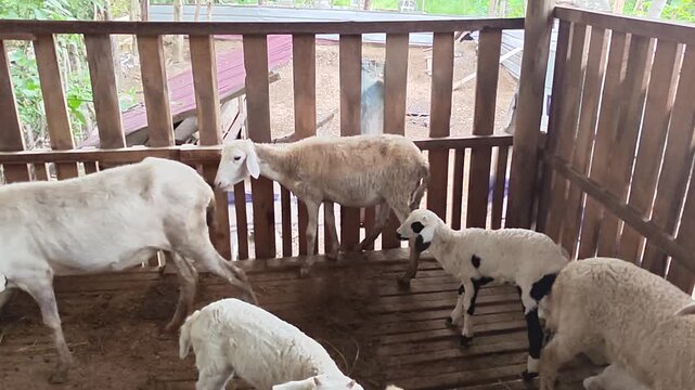 White ram standing inside traditional wooden livestock pen. Farm goat with horns in rustic wooden cage.