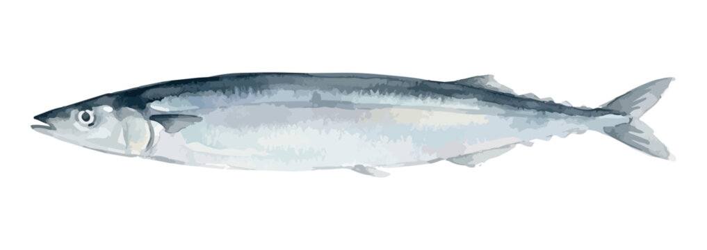Watercolor-style fresh Pacific saury illustration, Japanese Sanma fish for autumn harvest ／ 水彩さんま