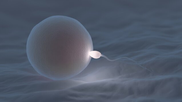 This illustrates the delicate moment of conception, highlighting the process of IVF and human reproduction, with a focus on the sperm cell fertilizing the egg.