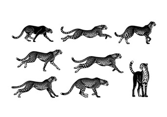 Cheetah Running and Jumping Silhouette Action Set, African Wild Cat Poses Collection in Black and White for Safari Wildlife and Speed Concept Graphics © cheng