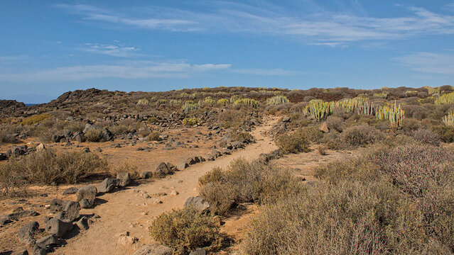 rocky hiking trail though sunny tenerife winter shrublands, with bare teide broom, canary spurge and prickly pear cactus on rocky soil in Tenerife, Canary islands, Spain 
