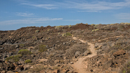 Fototapeta premium rocky hiking trail though sunny tenerife winter shrublands, with bare teide broom, canary spurge and prickly pear cactus on rocky soil in Tenerife, Canary islands, Spain 