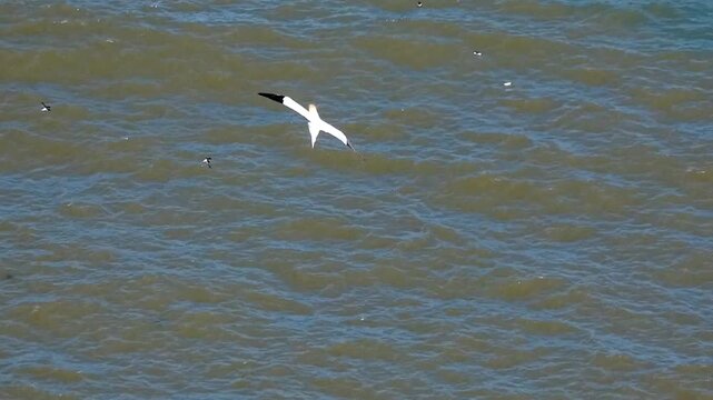 A gannet soars over a breeding colony on chalk cliffs and out over the open sea