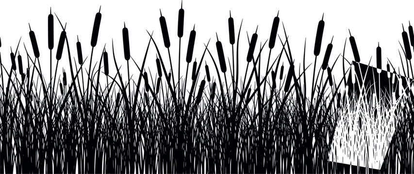 Cattail Reed Grass Silhouette Border Vector with Marsh Plants and Dense Wetland Vegetation for Nature Backgrounds, Landscape Design, and Ecology Illustrations