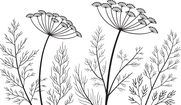 Large dill umbel flowers with Foliage Black and White Art