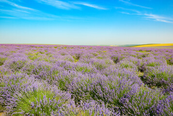 Fototapeta premium Lavender Field Under Summer Sky With Copy Space
